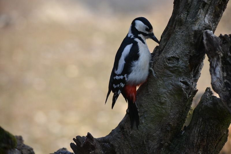 DSC_1072.jpg