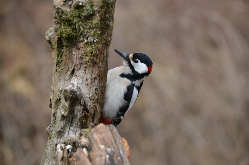 DSC_1083.jpg