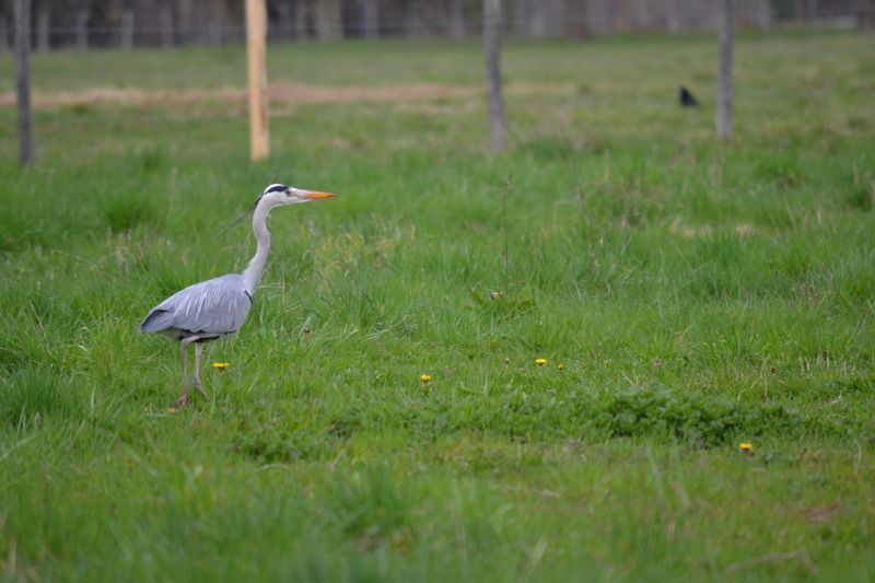 DSC_1113.jpg