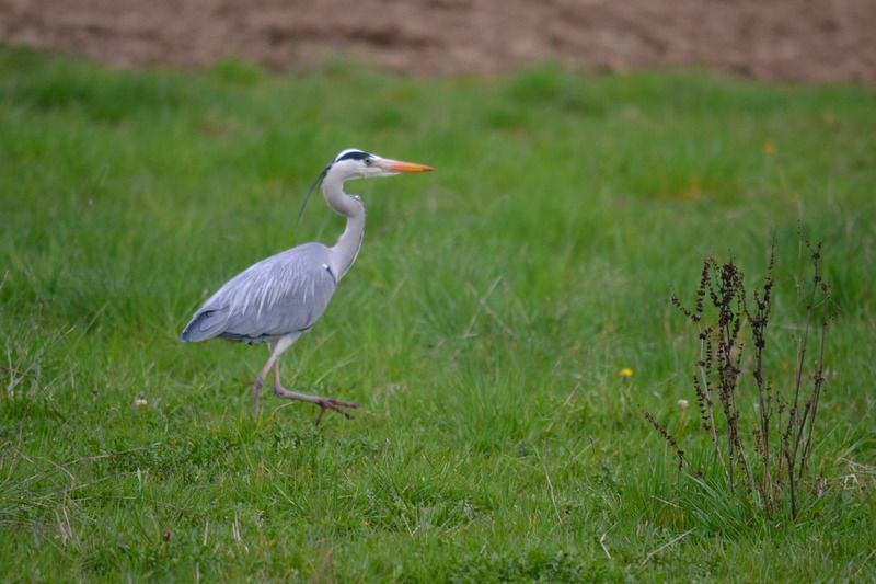 DSC_1116.jpg