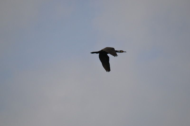 DSC_11241.jpg