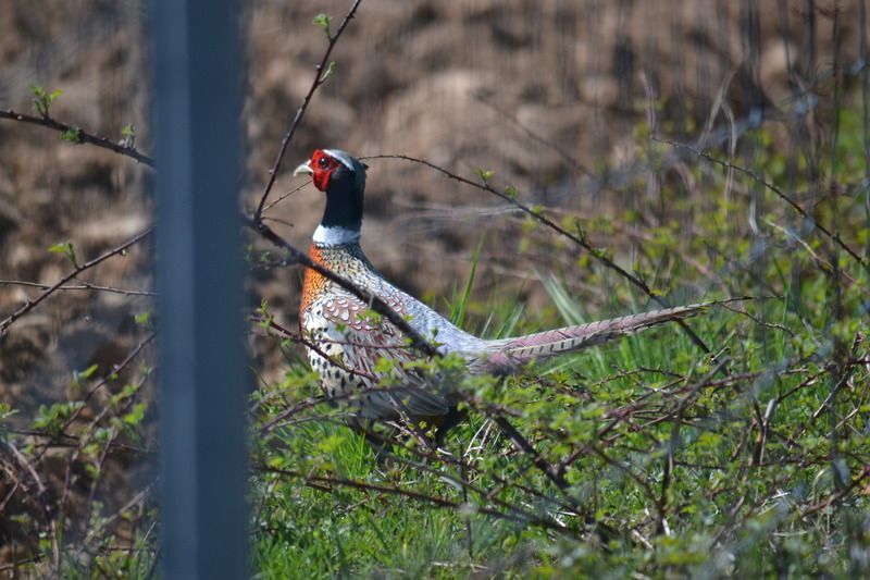 DSC_13831.jpg